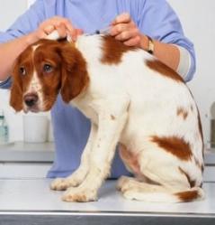 Vacunas perros Clínica Mundo Vivo - Bertamiráns - Ames